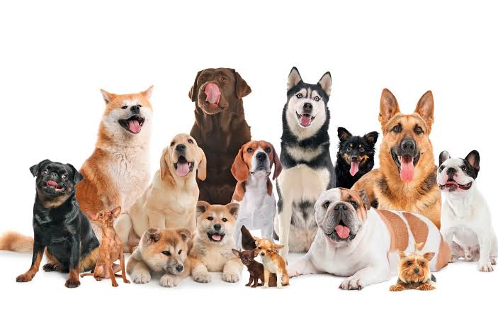 Veterinarios